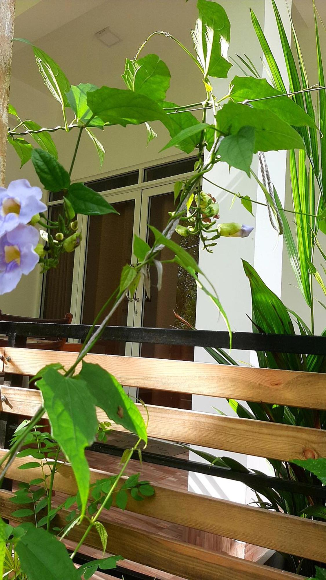 Dhanudi Homestay エッラ エクステリア 写真