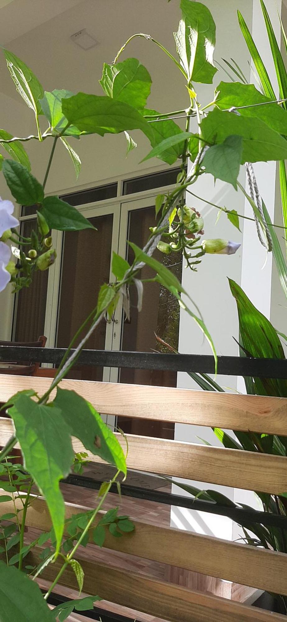 Dhanudi Homestay エッラ エクステリア 写真
